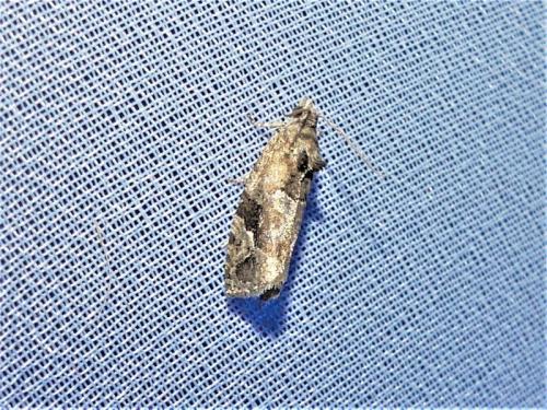 Réf. 309 747 : Eudemis sp.